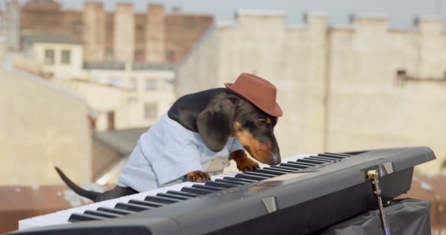 Cute dachshund dog in t-shirt and hat plays contemporary synthesizer keyboard performing on building roof AT music concert at the sunset Royalty-Free Stock Footage #1089205919