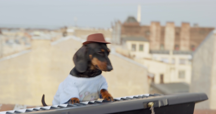 Shutterstock video thumbnail
