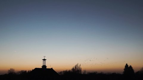 Jackdaw murmuration, silhouettes of many birds flying in formation over village at sunset