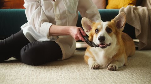 Woman combing corgi dog close-up. Handler strocking her golden puppy in living room, using comb. Happy domestic animal lying on floor at home. Pembroke welsh corgi relaxing. 