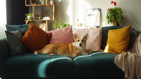 Corgi dog portrait. Little golden puppy lying on sofa, relaxing in living room. Happy domestic animal at home. Pembroke welsh corgi close-up, posing or waiting for owner.