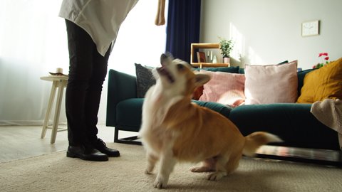 Corgi dog jumping close-up. Woman handler training her golden puppy in living room. Happy domestic animal at home. Pembroke welsh corgi playing with bone. Pet store, toys and treats. 
