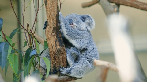 A koala dexterously and cutely sleeping on a tree.
Relaxed and sleeping. Japan. Tama Zoo.4K.
