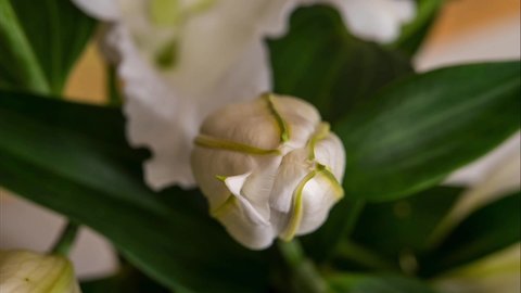 Accelerated shooting of the opening of the lily bud