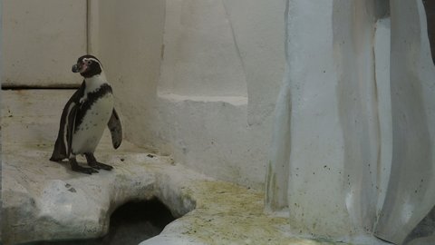 Penguins on a rock in zoo