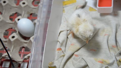Newborn baby chicken Ameraucana hatching from egg backyard farm