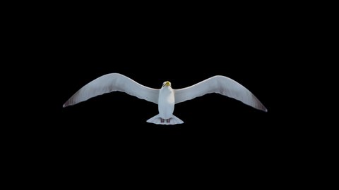 isolated seagull flying loop ,alpha footage,you can change the background.symbol of freedom. Big seagull soaring over the Mediterranean sea.birds fly in strong winds