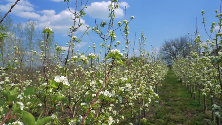 Walking In Slow Motion Through Orchard With Blooming Pear Trees. Blooming Pear Trees in Orchard Against Blue Sky With White Clouds. Spring Scene in Blooming Orchard. | Shutterstock HD Video #1089211785