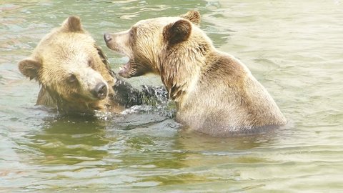 Two Grizzly Bears Play Fighting In The in the lake. Footage of wild animals. Close up shots of bears. Brown Bears. Battle of cubs in the water. Wildlife natural background.