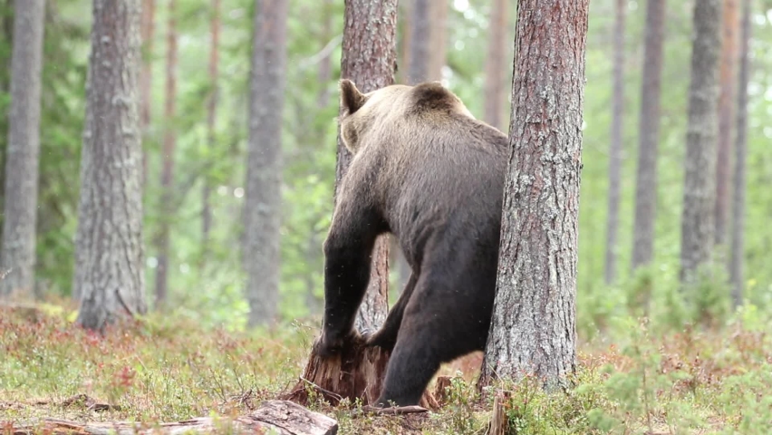 Large wild mammal, brown bear (Ursus arctos) rubbing its back against tree and walking away in taiga forest in Finnish nature Royalty-Free Stock Footage #1089212443