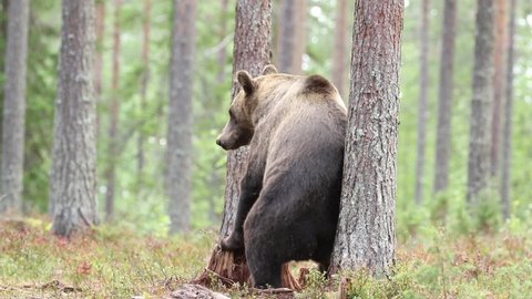 Large wild mammal, brown bear (Ursus arctos) rubbing its back against tree and walking away in taiga forest in Finnish nature