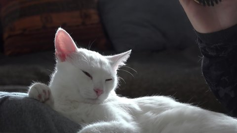 VARNA, BULGARIA - FEB 26, 2022 : Lying cute white happy cat. Combing the pet cat. The concept of pet care.
