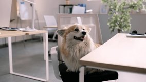 Funny cute corgi dog sitting at the office table. Pet friendly office.
