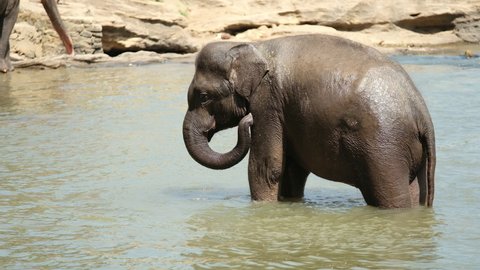 4K Little elephant standing knee-deep in water using trunk to wash itself. Exotic footage, animals in the wild, fauna of Africa, endangered animals concept.