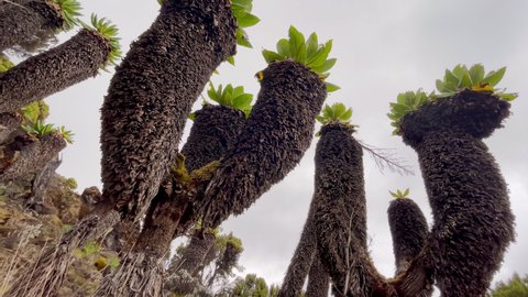 4K footage showing bizarre indigenous tropical trees near Kilimanjaro mountain in Tanzania. Fauna, nature, landscapes concept.