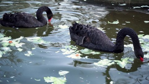 5 a beautiful large black swan with an orange beak dives underwater in search of food