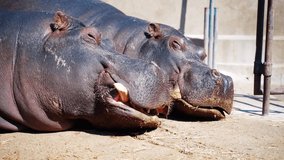 8 two hippos male and female resting and sleeping on the floor while sunbathing with large tusks taken close up