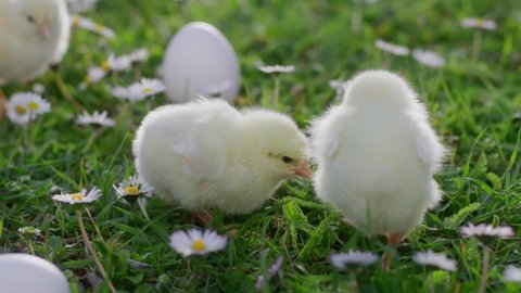 Cute newborn yellow chicks are walking on green grass among blooming wildflowers. Easter eggs. Spring flowering chamomile. Baby chickens in nature. Concept of traditional spring celebration. Happy Eas