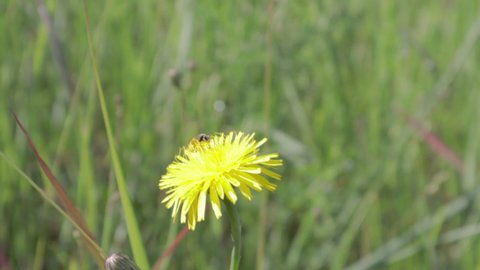 A bee collects pollen from a dandelion. Yellow flower. Bee collecting flower pollen Fly close-up in slow motion. A honey bee feeds nectar and pollen from a yellow dandelion flower close-up.