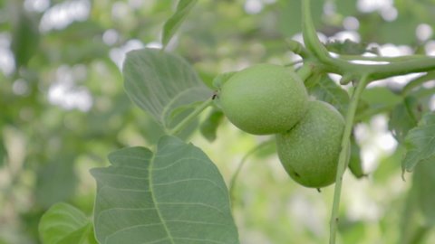 Green raw ripe walnuts on a branch in a green shell. Walnut fruits. Walnut is a nut of any tree of the genus Juglans Family Juglandaceae, Juglans regia.