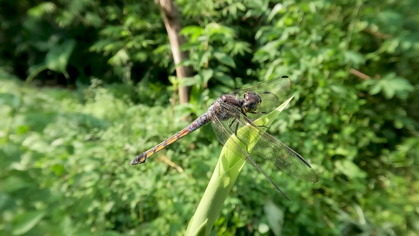 A dragonfly colored combination of green and brown, perched on the top of the green leaves, green leaves background | Shutterstock HD Video #1089216951