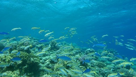 Massive shool of multicolored tropical fishes stand over coral reef under storm waves. Yellowfin Goatfish - Mulloidichthys vanicolensis and Lunar Fusilier - Caesio lunaris. Slow motion. Red sea, Egypt