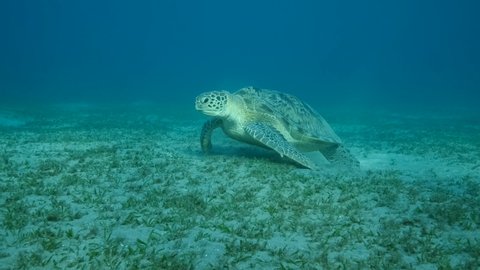 Close-up portrait of Big Green Sea Turtle eats green seagrass on the seabed. Green sea turtle (Chelonia mydas) Camera moving forwards, Underwater shot, Slow motion