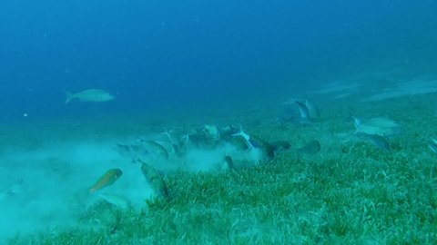 Shoal of Goatfish feed on the sandy bottom covered with green seagrass. Blacksaddle Goatfish or Twospot Goatfish - Parupeneus rubescens. Red sea, Egypt