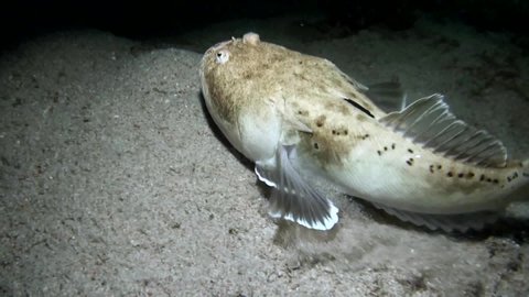 Stargazer (Uranoscopus) Swims and Hides in Sandy Bottom - Philippines