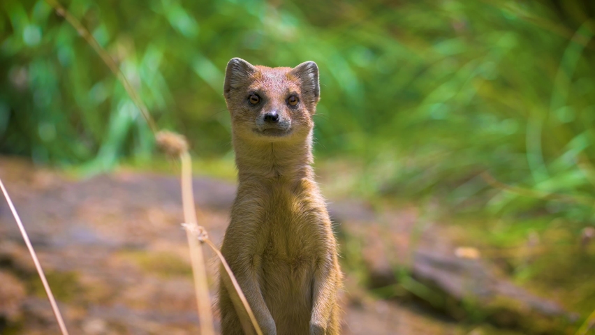 Yellow mongoose, sometimes referred to as the red meerkat. Wildlife and nature stock footage. 4K UHD video.