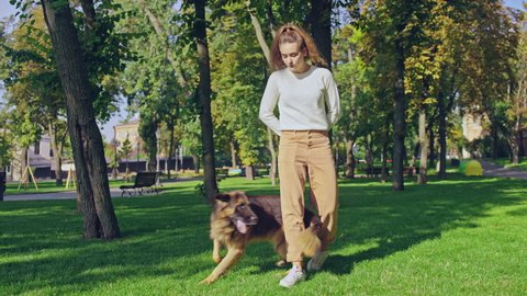 Woman owner training dog to walk between her legs, preparations for dog show