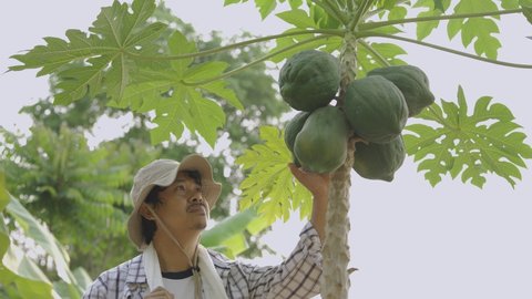 Asian farmer in fruit field.