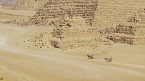Driver drives horses towards Giza pyramids. Bedouin driving animals to egyptian mortuary temple constructions. Tourists ride horse-drawn carts through the desert