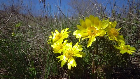 (Adonis vernalis) spring pheasant's, yellow pheasant's eye, disappearing early blooming in spring among the grass in the wild, the Red Book of Ukraine