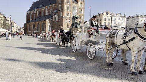 Poland, Krakow, Main Market 12.04.2022: Long row of white drawn carriages on stone-paved street of old European city awaits tourists on sunny day in Krakow, Poland