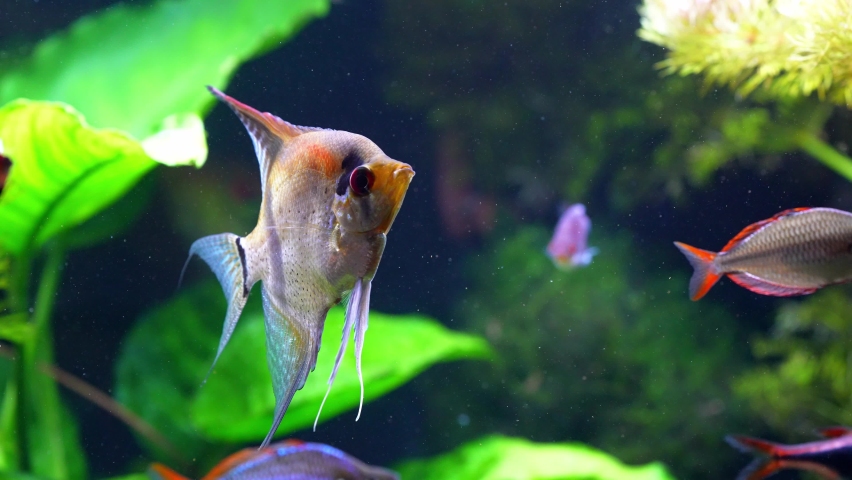 Pterophyllum scalare, most commonly referred to as angelfish or freshwater angelfish, is the most common species of Pterophyllum kept in captivity. (Altum Angel) | Shutterstock HD Video #1089228025