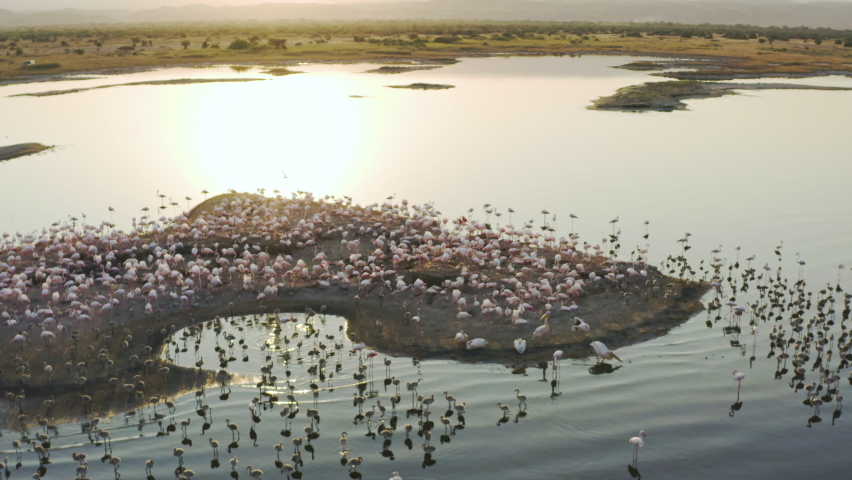 A beautiful drone flying over an island standing on a lake with many pink flamingo birds. A beautiful drone flying over an island standing on a lake with many pink flamingo birds. Aerial shot Tanzania