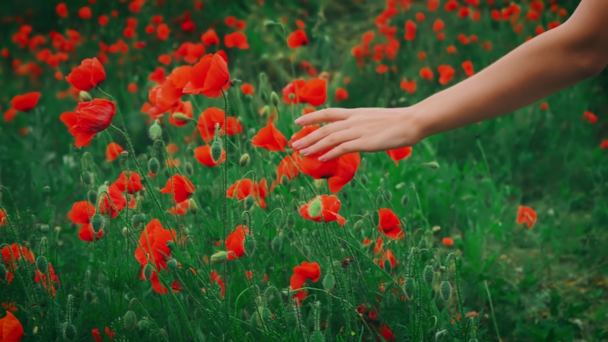 Female hand close-up touches strokes red poppy flower. Background summer green flowering field meadow hill valley. Silhouette girl, part of body is arm, fingers. Back view. Concept enjoy spring nature Royalty-Free Stock Footage #1089228273