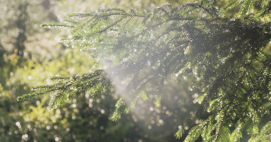 Green spruce forest in summer morning raindrops. Sun rays break through fresh pine branch after rain. Evergreen fir trees in clean dew drops. Sunbeam in summer forest nature. Ecology environment. 4k | Shutterstock HD Video #1089229021