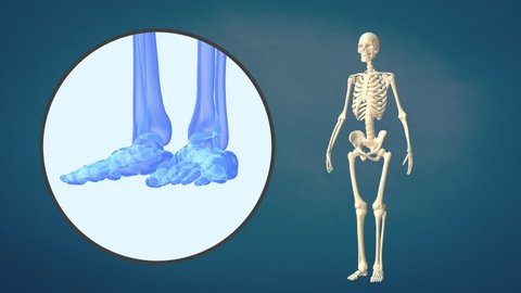 Medical video of the human foot