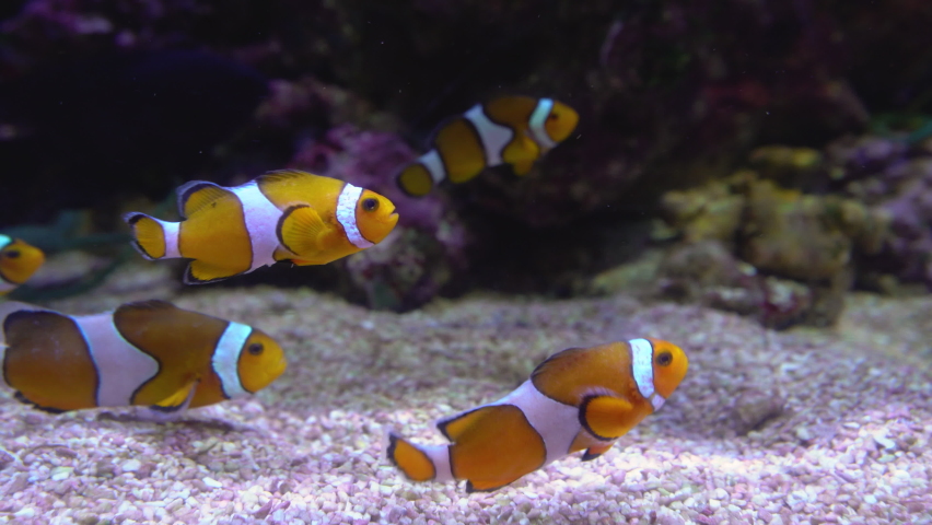 Ocellaris clownfish or Amphiprion ocellaris swimming underwater Royalty-Free Stock Footage #1089231445