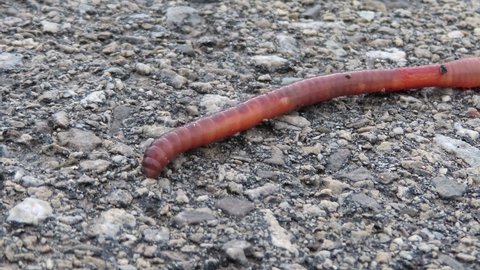 Macro of Earthworm on Asphalt - worming on dry concrete road driveway paved with asphalt - Close up of an earthworm wiggling on an asphalt road