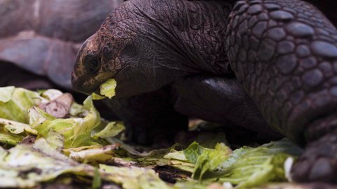 Giant tortoise hungrily devouring lettuce leaves, close up shot.