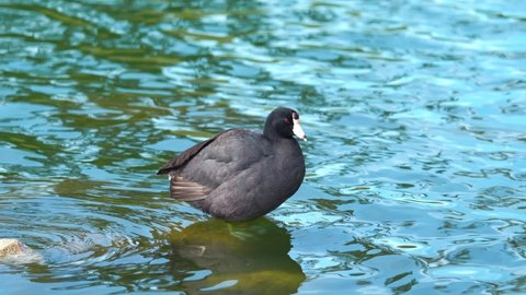 Close up shot of Black American Coot cleaning himself in lake during sunny day