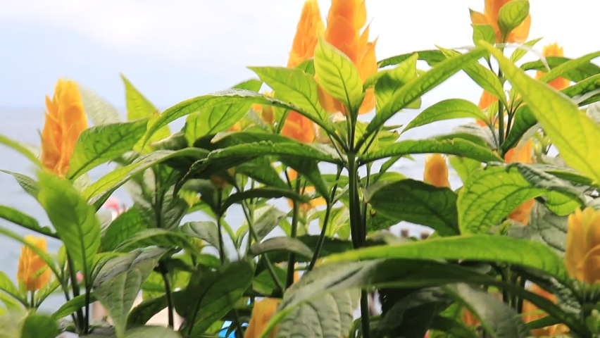 Lollipop Plant yellow flower, Pachystachys lutea on the shores of lake atitlan 