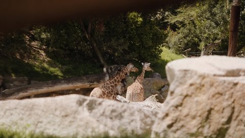 Giraffes stand and eat among rocks and trees. Medium framing shot.