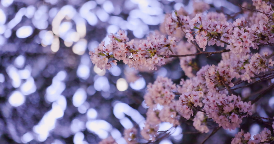Cherry blossoms in full bloom on the Meguro River fluttering in the wind
Meguro River is a river in Tokyo famous for cherry blossoms Royalty-Free Stock Footage #1089240953
