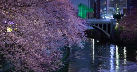 Night cherry blossoms and buildings in full bloom on the Meguro River
Meguro River is a river in Tokyo famous for cherry blossoms