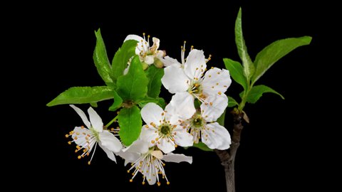 Macro time lapse blooming white blackthorn flowers, isolated on pure black background