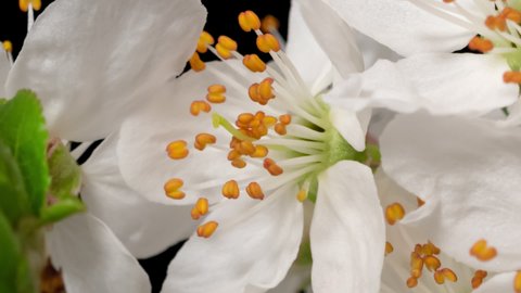 Macro time lapse blooming white blackthorn flowers close-up, isolated on pure black background
